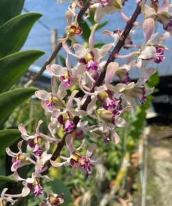 Ready to Flower Size Dendrobium Gluce Dice Pink