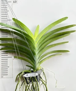 Alternative view of Vanda Gordon Dillon X Dr Anek Bitz Blooming Size