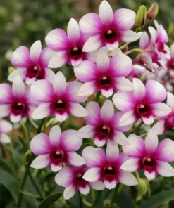 Ready to Flower Size Dendrobium Somrak Candy