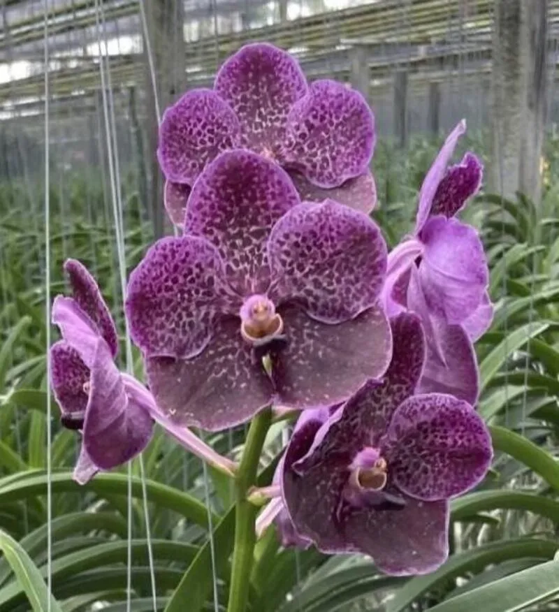 Vanda Kulwadee Fragrance 27 x Dr Anek Blooming Size