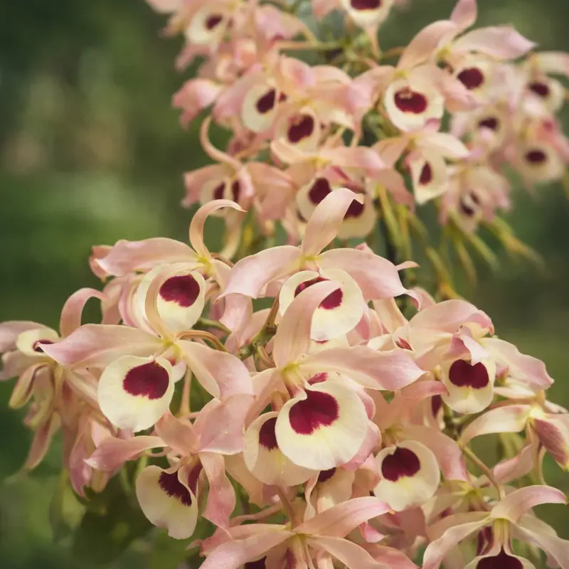 Ready to Flower Size Dendrobium Meen Honey Drop