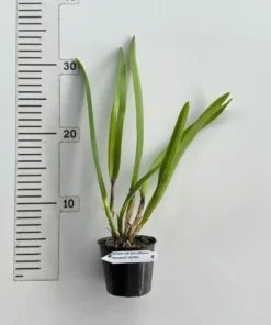 Alternative view of Cattleya TLDC Divine Phoenix ‘Pterodactyl’ SM/WOC Blooming Size