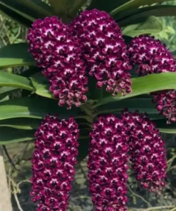 Rhynchostylis Blue Kaidao Foxtail Blooming Size
