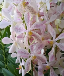 Mokara White Spot Blooming size