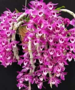 Blooming Size Dendrobium Parishii - Mounted