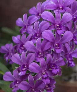 Caesar Blue 35 Seedling