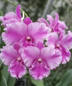 Ready to Flower Size Dendrobium Charming Butterfly