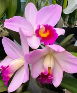 Cattleya Japanese Beauty Sakura Blooming Size