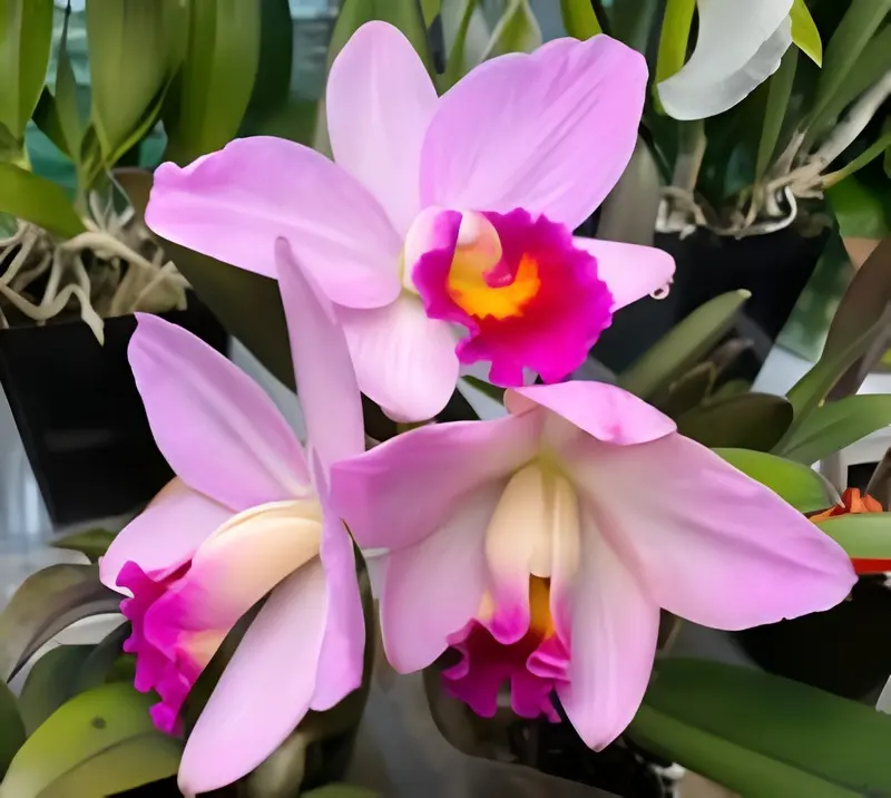 Cattleya Japanese Beauty Sakura Blooming Size