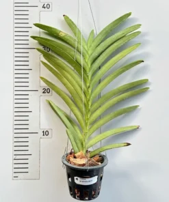 Alternative view of Mokara White Spot Blooming size