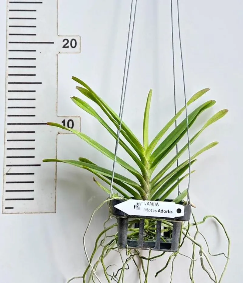 Vanda Motes Adorbs Blooming Size - Image 2