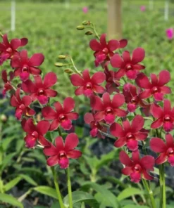 Red Fancy 94 Seedling