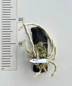 Alternative view of Blooming Size Dendrobium Parishii - Mounted