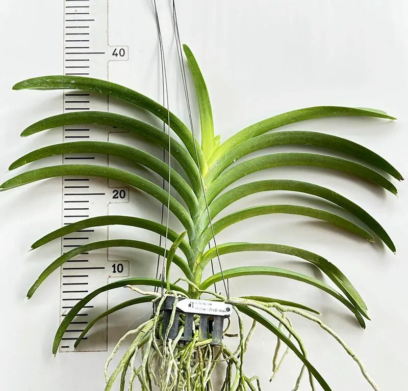 Vanda Kulwadee Fragrance 27 x Dr Anek Blooming Size - Image 2
