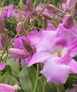 Ready to Flower Size Dendrobium King Dragon Big Lip