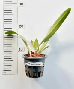 Alternative view of Cattleya Golden Tang HIR Blooming Size