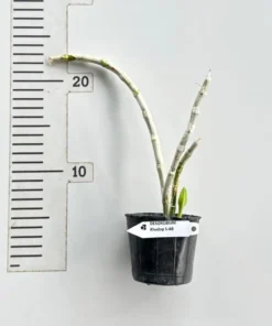 Alternative view of Ready to Flower Size Dendrobium Rhodopterygium Semi Alba