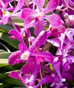 Mokara Blue Spot Blooming size