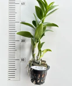 Alternative view of Ready to Flower Size Dendrobium Gluce Dice Pink