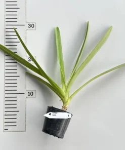 Alternative view of Vandopsis lissochiloides Blooming Size