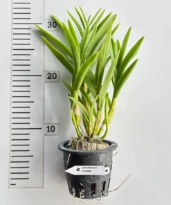 Alternative view of Ready to Flower Size Dendrobium Lowana