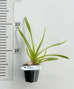 Alternative view of Vanda Lombokensis Blooming Size