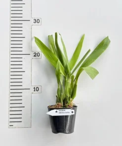 Alternative view of Encyclia Cochleata Blooming Size