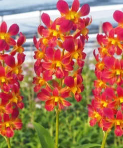 Red Yellow Neck 07 Seedling