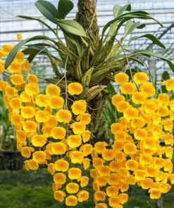 Blooming Size Dendrobium Aggregatum - Mounted