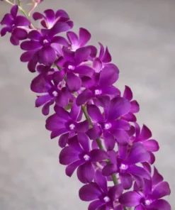 Penguin Red 37 Seedling