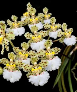 Oncidium Flowering Size Jonesianum - Mounted
