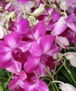 Ready to Flower Size Dendrobium Jumbo Chaba Red