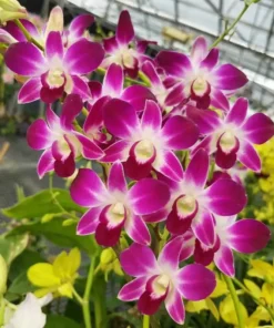 Matured Dendrobium Sonia Pink with Flowers or Buds