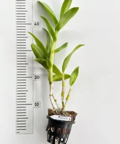 Alternative view of Ready to Flower Size Dendrobium Caesar 4N