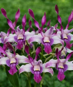 Banyen Twist 15 Seedling