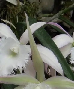 Cattleya Brassavola David Sander Blooming Size