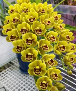 Cymbidium Sunshine Falls Blooming Size