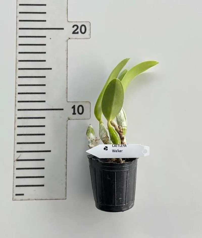 Cattleya Walkerana Blooming Size - Image 2