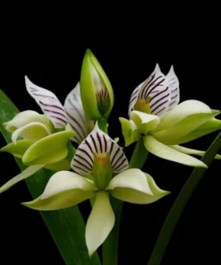 Cattleya Encyclia Fragrans Blooming Size