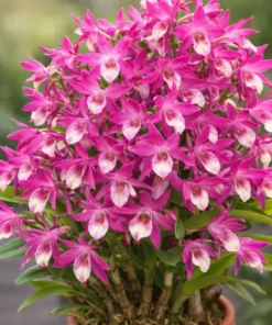 Ready to Flower Size Dendrobium Nobile Rainbow Dance