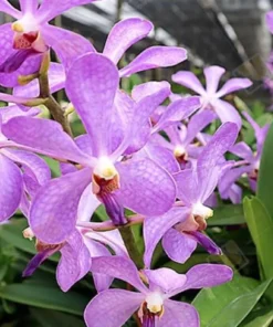 Mokara JK Blue Blooming size