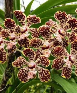 Vanda Lombokensis Blooming Size
