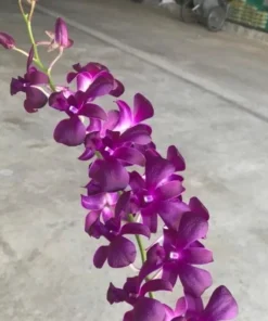 Penguin Red 37 Seedling