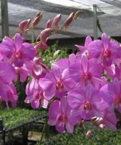 Madonna Stripe 40 Seedling