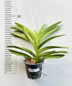 Alternative view of Mokara JK Blue Blooming size