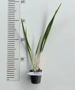 Alternative view of Cattleya Brassavola David Sander Blooming Size