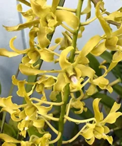 Ready to Flower Size Dendrobium Samurai Yellow # 219