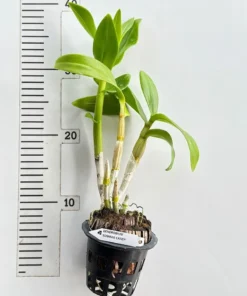 Alternative view of Ready to Flower Size Dendrobium Somrak Candy