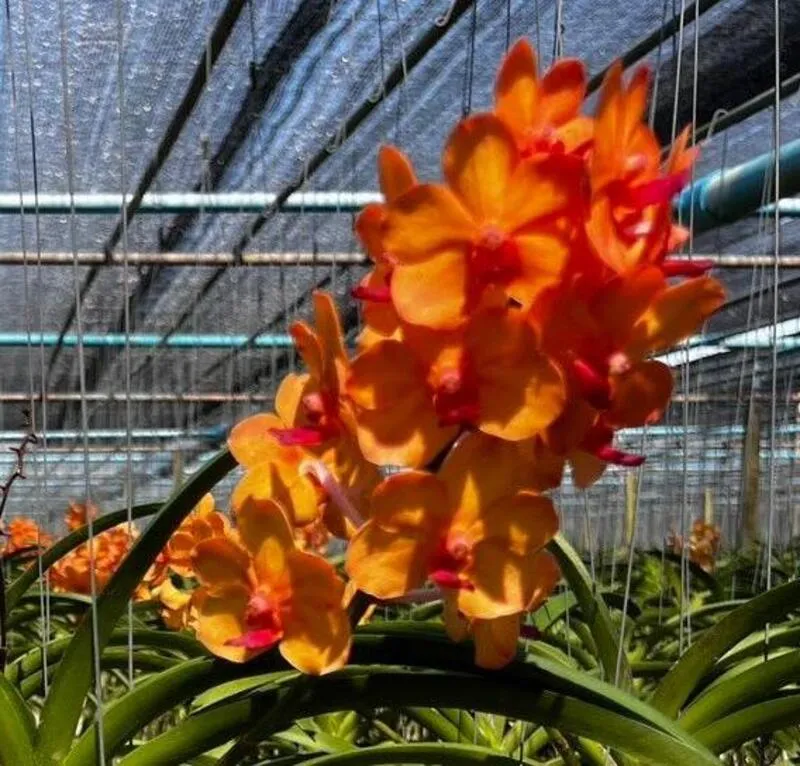 Vanda Fuchs Sunset x Pine River Blooming Size