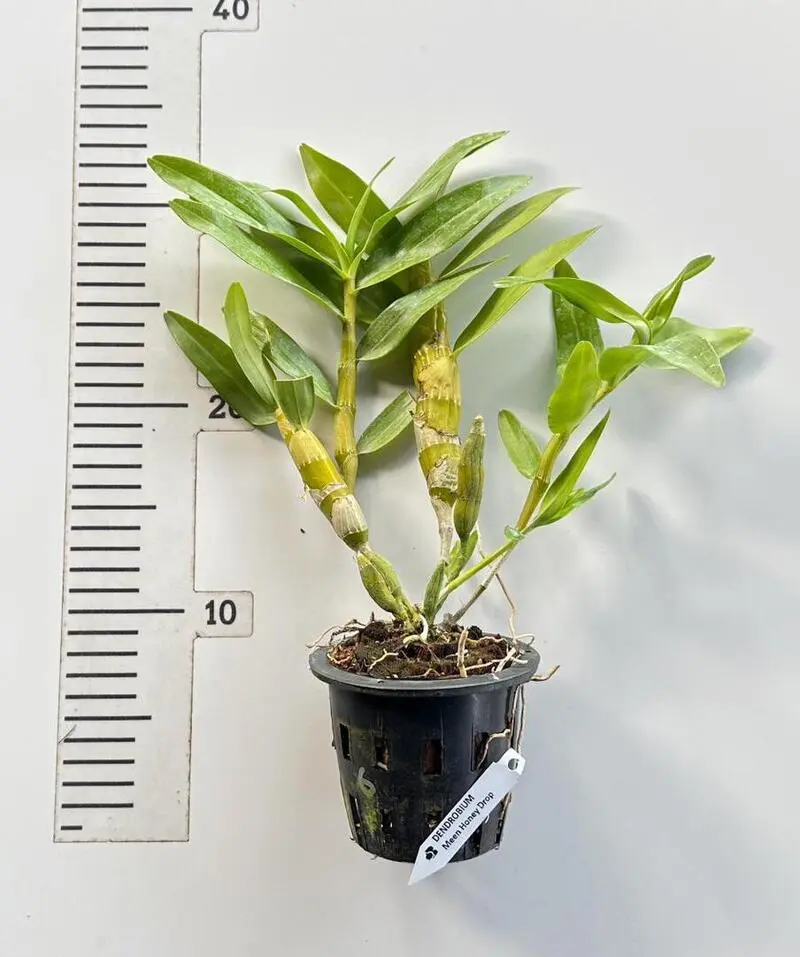 Ready to Flower Size Dendrobium Meen Honey Drop - Image 2
